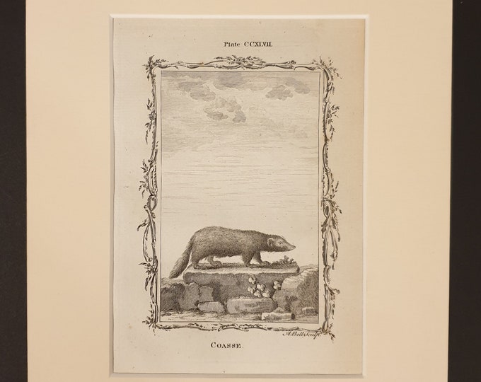 Coasse - Original 1791 Buffon print in mount
