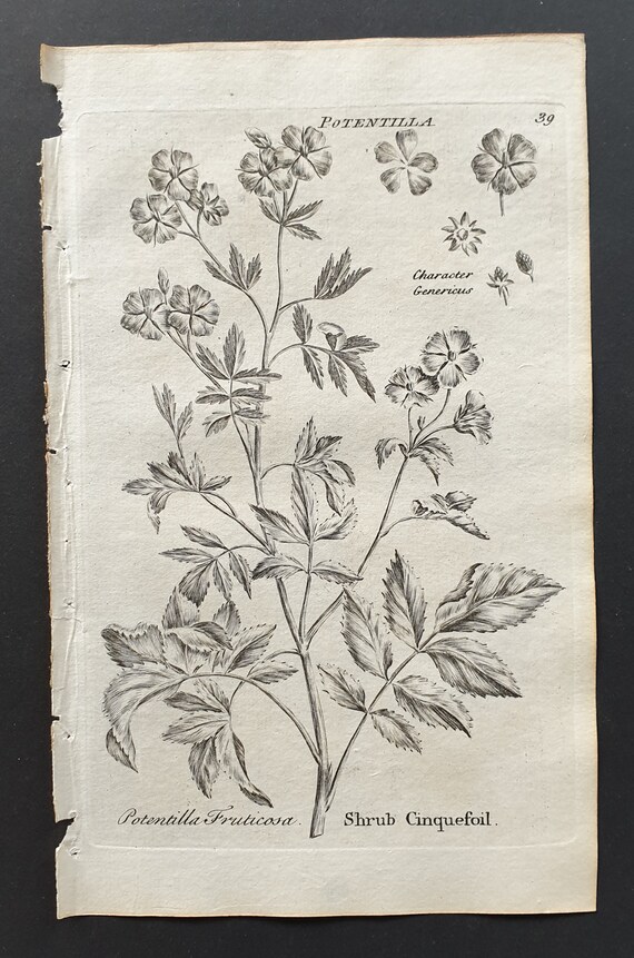 Shrub Cinquefoil - Original 1802 Culpeper engraving (39)