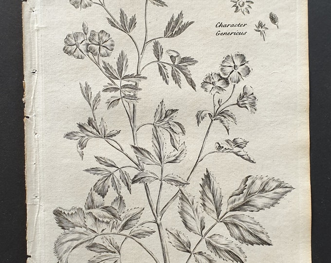 Shrub Cinquefoil - Original 1802 Culpeper engraving (39)