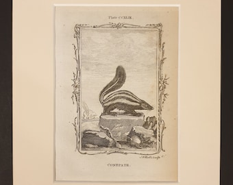 Conepate - Original 1791 Buffon print in mount