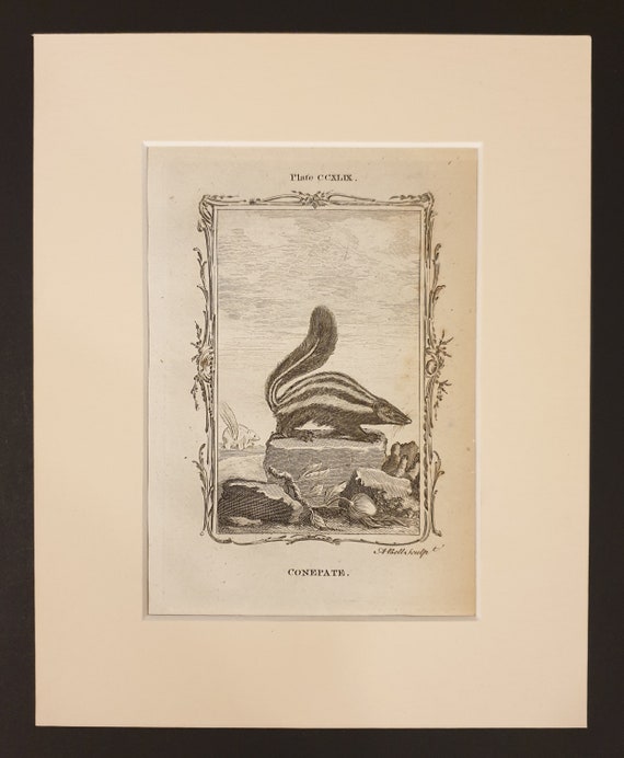 Conepate - Original 1791 Buffon print in mount