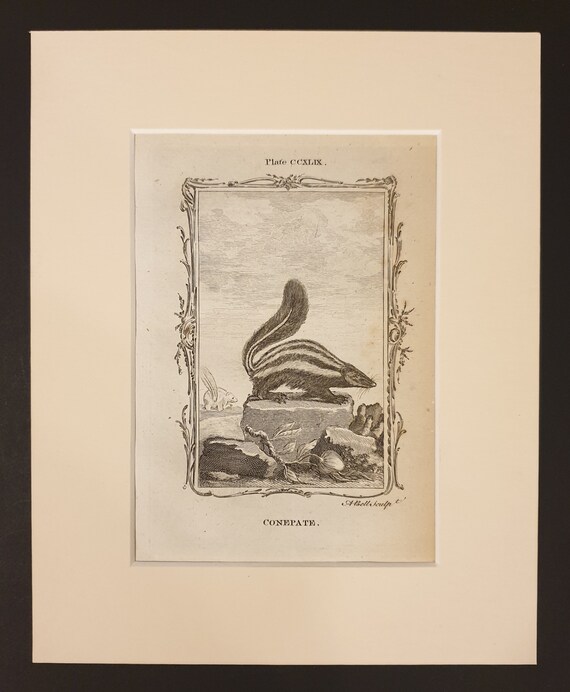 Conepate - Original 1791 Buffon print in mount