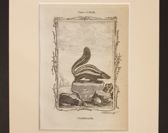 Conepate - Original 1791 Buffon print in mount