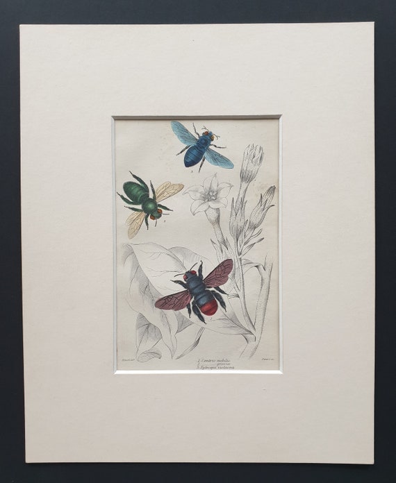 Centris Nobilis, Centris Grossa, Xylocopa Violacea  - Original c1870 hand coloured insect print in mount