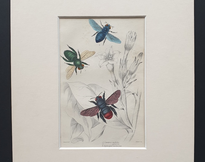 Centris Nobilis, Centris Grossa, Xylocopa Violacea  - Original c1870 hand coloured insect print in mount