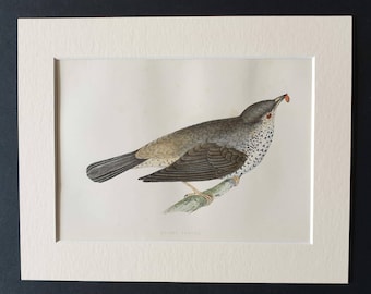 Missel Thrush - Original 1891 hand coloured bird print in mount