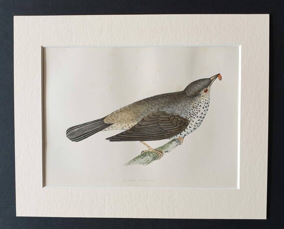 Original 1891 hand coloured bird print in mount - Missel Thrush