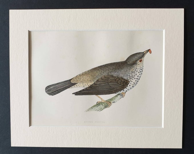 Original 1891 hand coloured bird print in mount - Missel Thrush