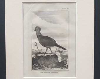 The Female Curasso - Original 1812 Buffon print in mount (43)