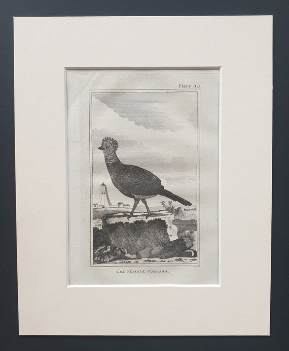 The Female Curasso - Original 1812 Buffon print in mount (43)