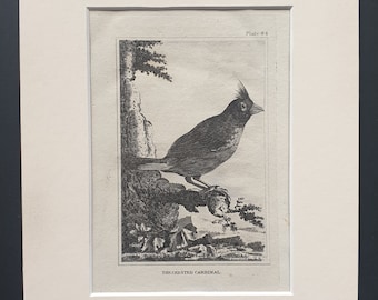 The Crested Cardinal - Original 1812 Buffon print in mount (84)