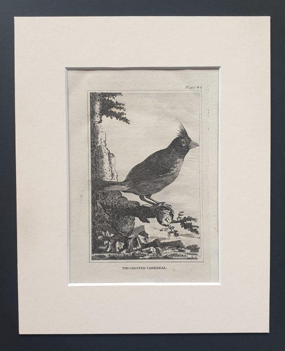 The Crested Cardinal - Original 1812 Buffon print in mount (84)