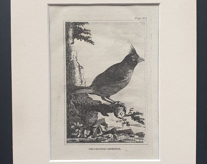 The Crested Cardinal - Original 1812 Buffon print in mount (84)
