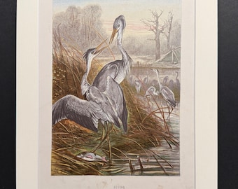 Herons - Original 1898 Antique Print