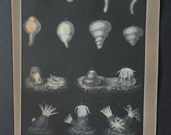 Original 1869 World of the Sea print - Development of Corals