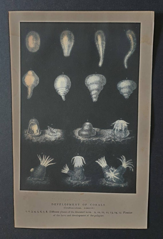 Original 1869 World of the Sea print - Development of Corals