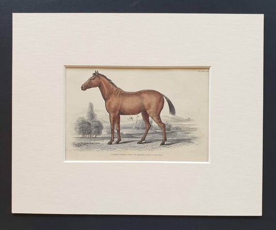 Original 1841 hand coloured horse print - Foal of Brood Mare and Quagga