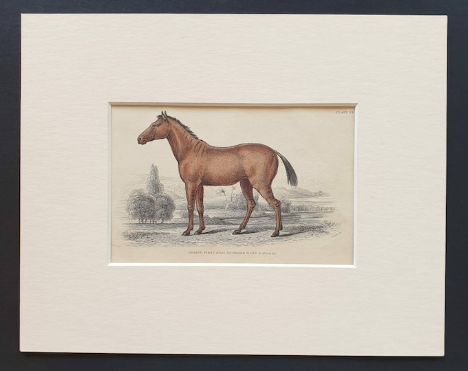 Original 1841 hand coloured horse print - Foal of Brood Mare and Quagga