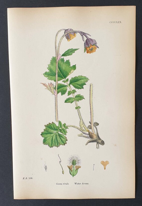 Original 1863 hand coloured botanical print - Water Avens