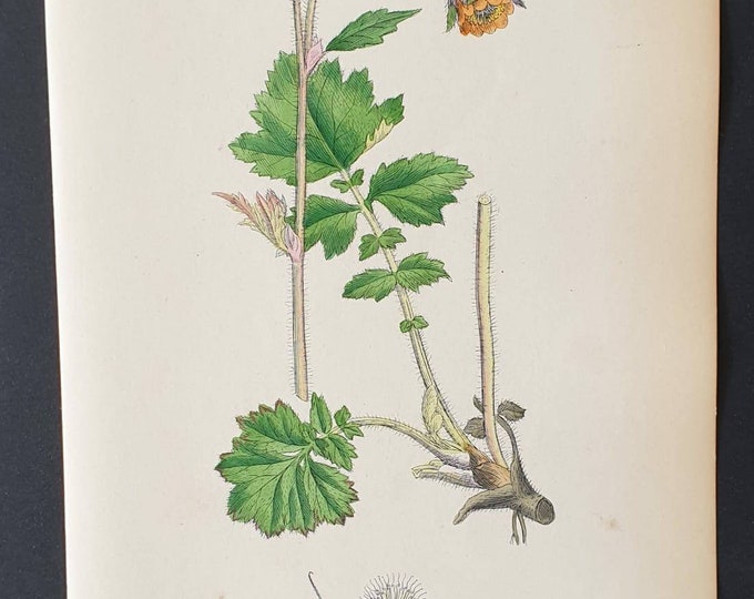 Original 1863 hand coloured botanical print - Water Avens