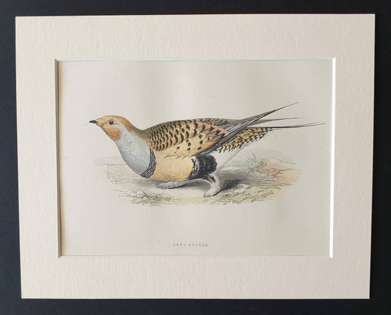 Original 1891 hand coloured bird print in mount - Sand Grouse