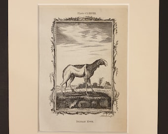 Indian Ewe - Original 1791 Buffon print in mount