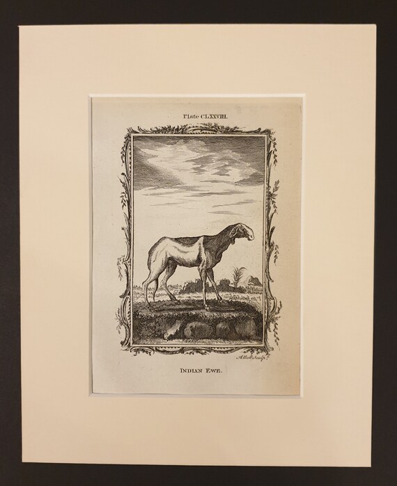 Indian Ewe - Original 1791 Buffon print in mount