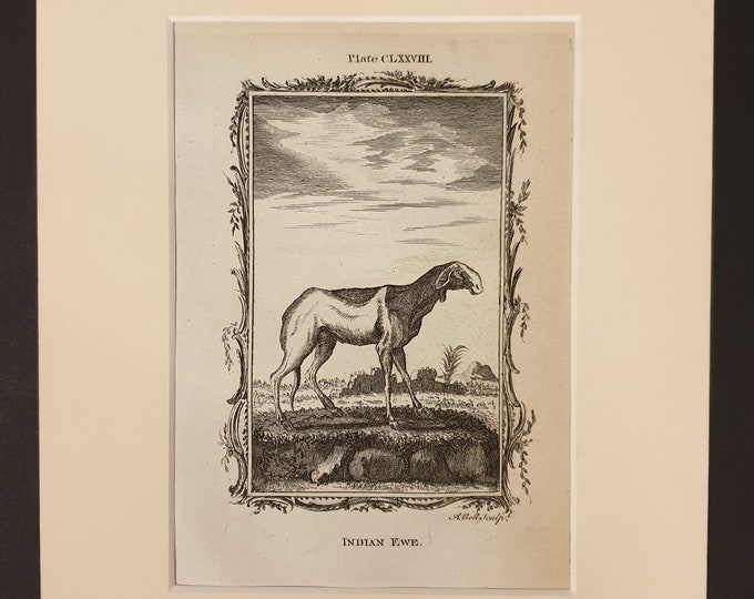 Indian Ewe - Original 1791 Buffon print in mount