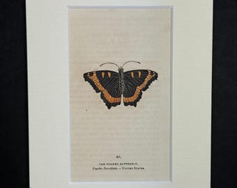The Forked Butterfly - Original 1832 Hand Coloured Antique Print