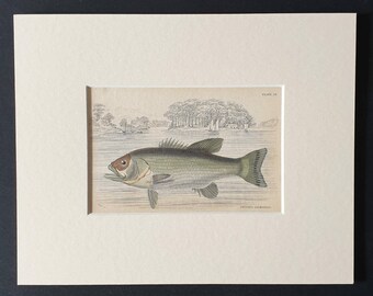 The Salmon Formed Growler - Original 1843 hand coloured fish print in mount