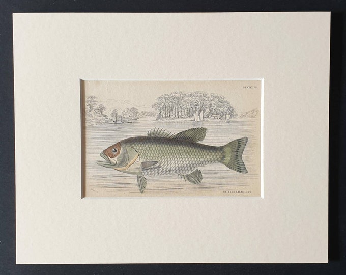 Original 1843 hand coloured fish print in mount - The Salmon Formed Growler