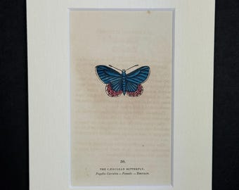 The Caerulean Butterfly - Original 1832 Hand Coloured Antique Print