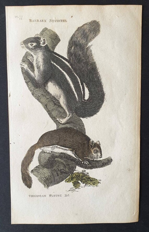Original 1821 hand coloured animal print - Barbary Squirrel / Virginian Flying Squirrel