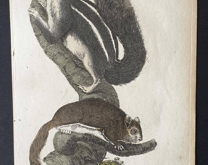 Original 1821 hand coloured animal print - Barbary Squirrel / Virginian Flying Squirrel