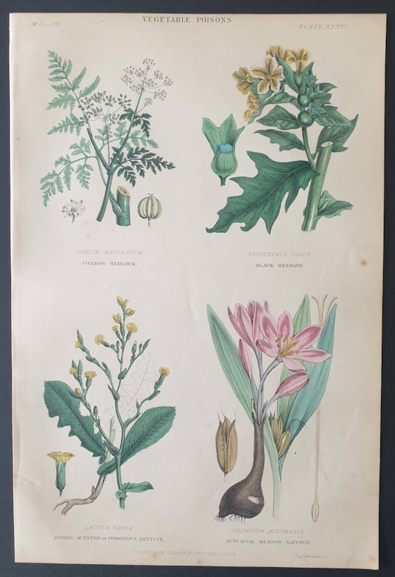 Original 1877 The Vegetable  Kingdom print - Vegetable Poisons