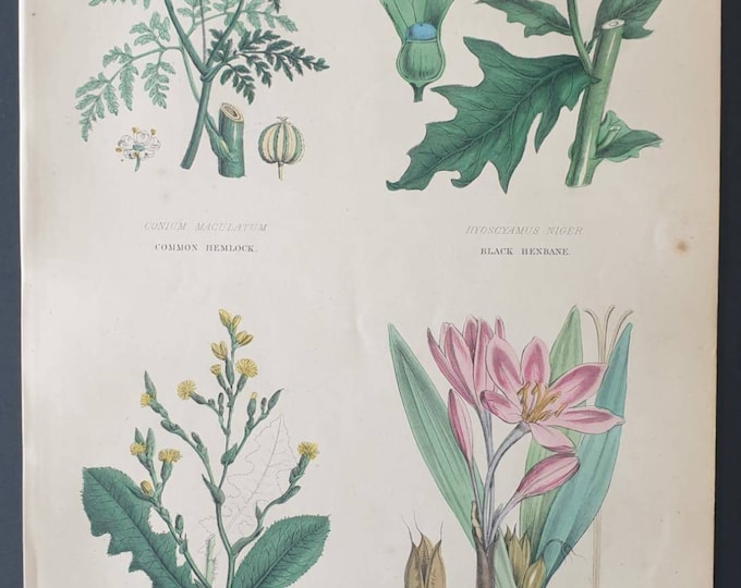Original 1877 The Vegetable  Kingdom print - Vegetable Poisons