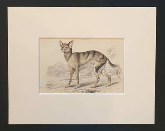 Senegal Thous Dog - Original 1839 hand coloured mammalia print in mount
