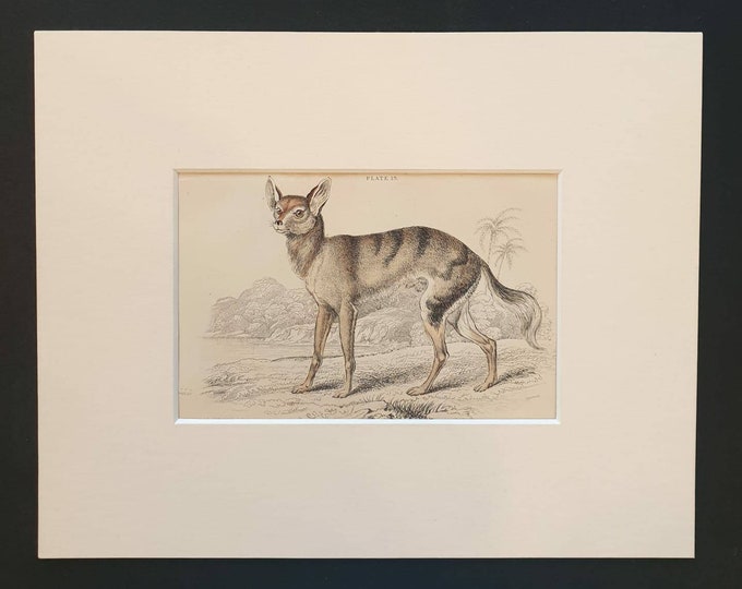 Original 1839 hand coloured mammalia print in mount - Senegal Thous Dog