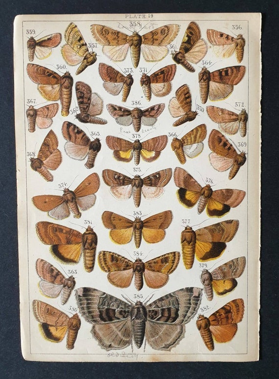 Original 1915 Butterfly and Moth print - Plate 19