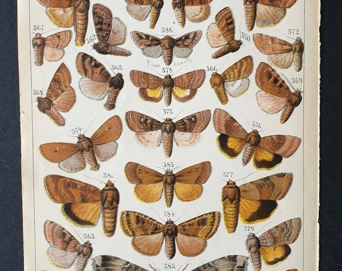 Original 1915 Butterfly and Moth print - Plate 19
