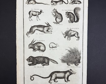 Quadrupeds - Original c1785 Antique Print