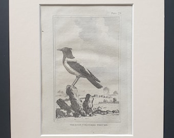 The Rose Coloured Thrush - Original 1812 Buffon print in mount (78)
