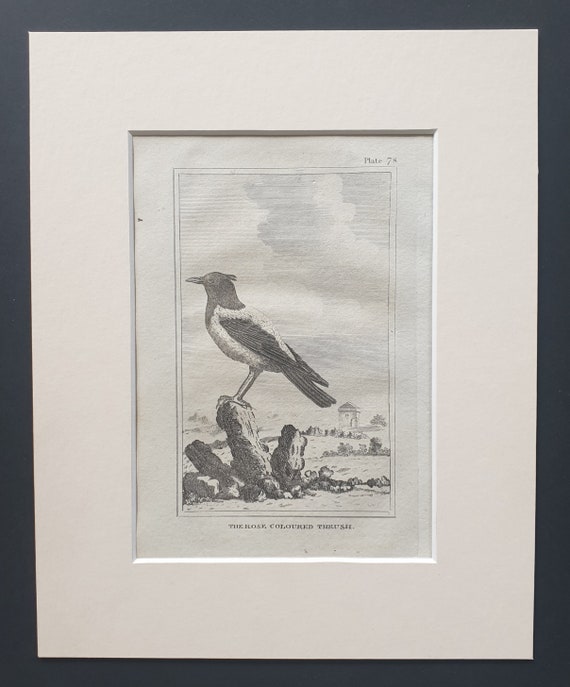 The Rose Coloured Thrush - Original 1812 Buffon print in mount (78)