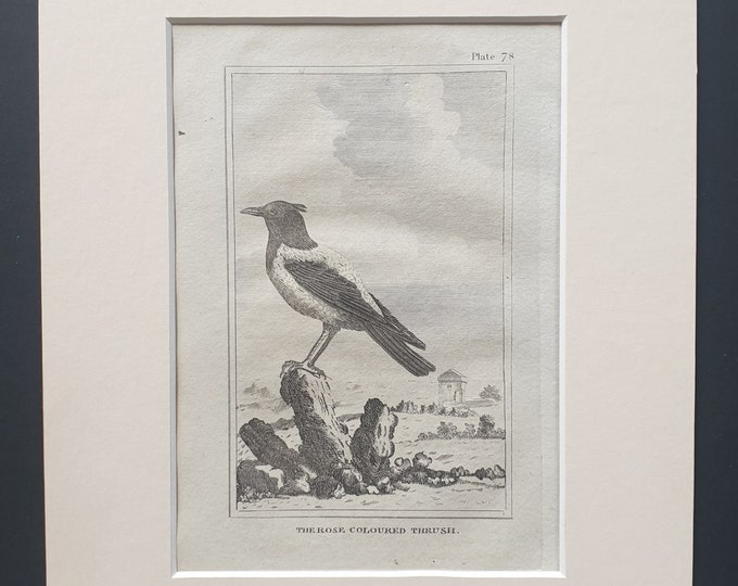 The Rose Coloured Thrush - Original 1812 Buffon print in mount (78)