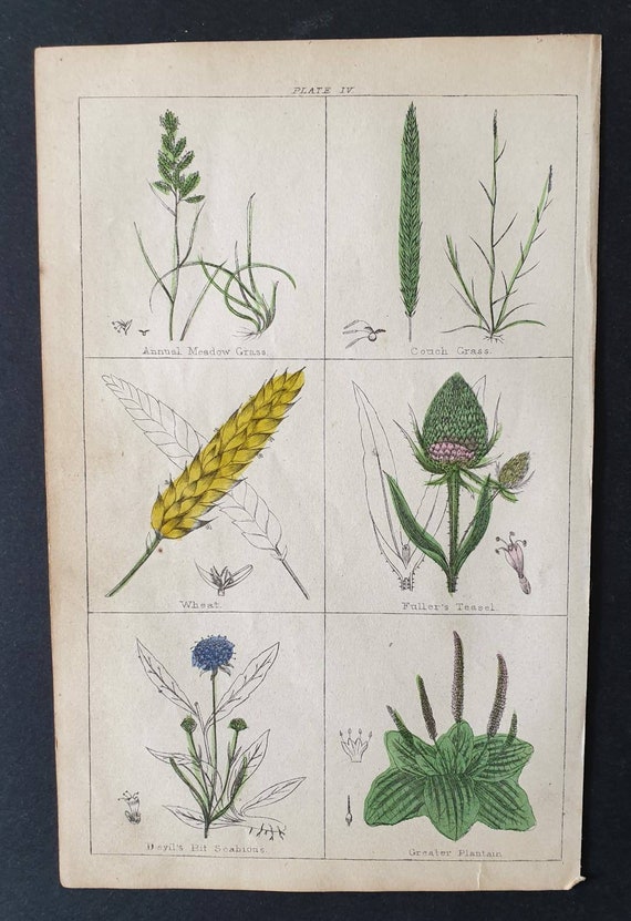 Original 1854 hand coloured botanical print