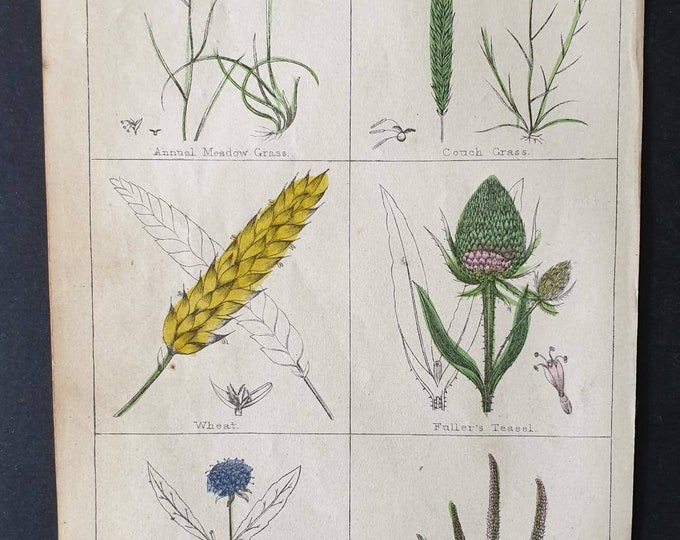 Original 1854 hand coloured botanical print