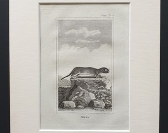 Touan - Original 1812 Buffon print in mount