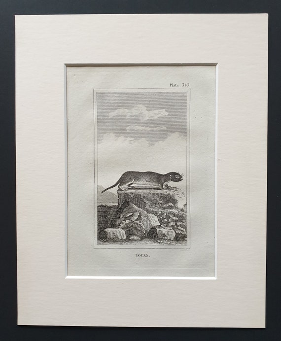 Touan - Original 1812 Buffon print in mount