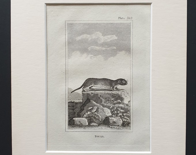 Touan - Original 1812 Buffon print in mount