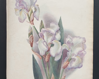 Tall Bearded Flag Iris - Original 1902 Amateur Gardening print (45)